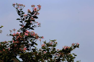 Bauhinia blakeana, genellikle Hong Kong orkide ağacı olarak bilinir, Bauhinia cinsinden, kalın yapraklı ve mor renkli kırmızı çiçekleri olan bir fındık ağacı..