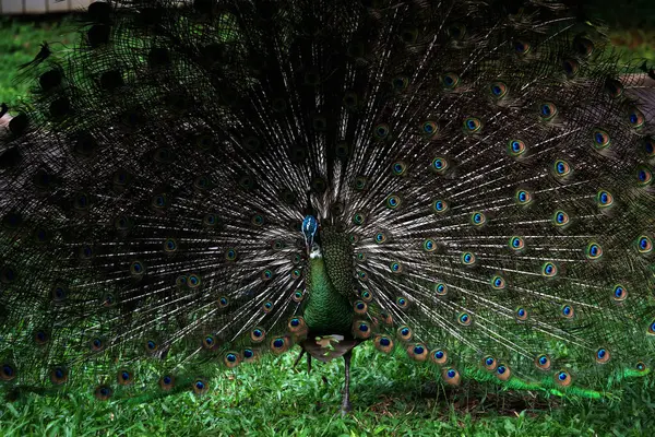 Mavi tavus kuşu ya da bilimsel adı Pavo Cristatus olan Hintli tavus kuşu. Mavi tavus kuşunun parlak mavi tüyleri vardır..