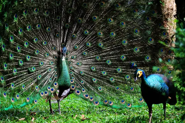 Mavi tavus kuşu ya da bilimsel adı Pavo Cristatus olan Hintli tavus kuşu. Mavi tavus kuşunun parlak mavi tüyleri vardır..