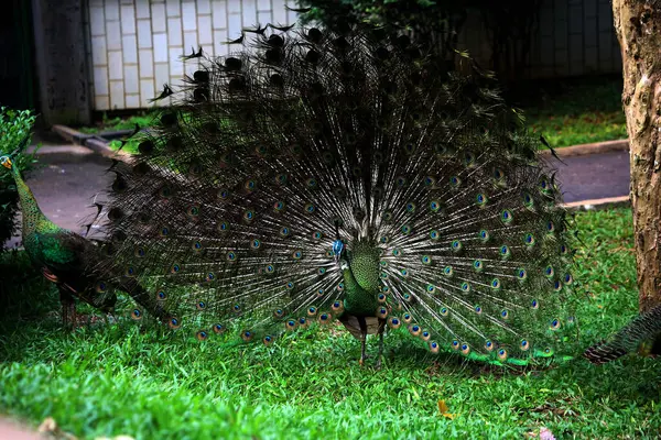 Mavi tavus kuşu ya da bilimsel adı Pavo Cristatus olan Hintli tavus kuşu. Mavi tavus kuşunun parlak mavi tüyleri vardır..