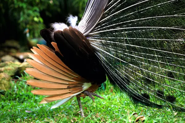 Mavi tavus kuşu ya da bilimsel adı Pavo Cristatus olan Hintli tavus kuşu. Mavi tavus kuşunun parlak mavi tüyleri vardır..