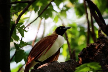 Küçük cennet kuşu Paradisaea, Paradisaea cinsinde bir cennet kuşudur.