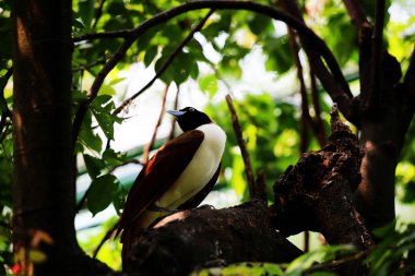 Küçük cennet kuşu Paradisaea, Paradisaea cinsinde bir cennet kuşudur.