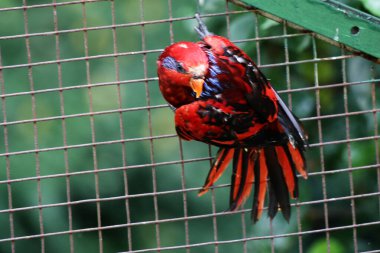 Mavi çizgili lori (Eos reticulata) ayrıca mavi boyunlu lori olarak da bilinir.