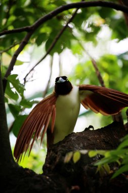 Küçük cennet kuşu Paradisaea, Paradisaea cinsinde bir cennet kuşudur.