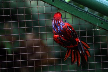 Blue-streaked lory (Eos reticulata) also known as blue-necked lory clipart