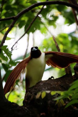 Küçük cennet kuşu Paradisaea, Paradisaea cinsinde bir cennet kuşudur.