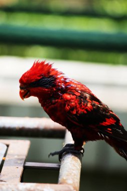 Blue-streaked lory (Eos reticulata) also known as blue-necked lory clipart