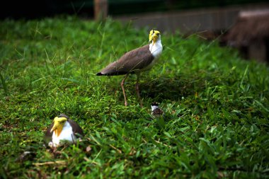 Masked Lapwing or Vanellus mile with its newly hatched chicks. clipart
