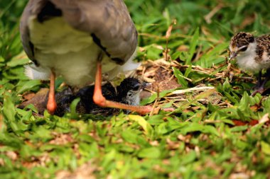 Maskeli Lapwing ya da Vanellus mili Yeni yumurtadan çıkan yavrularıyla.