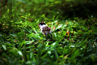 Maskeli Lapwing ya da Vanellus mili Yeni yumurtadan çıkan yavrularıyla.