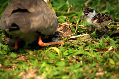 Maskeli Lapwing ya da Vanellus mili Yeni yumurtadan çıkan yavrularıyla.