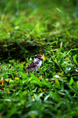 Maskeli Lapwing ya da Vanellus mili Yeni yumurtadan çıkan yavrularıyla.