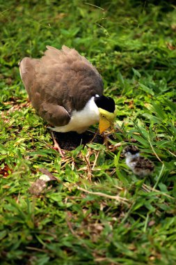 Maskeli Lapwing ya da Vanellus mili Yeni yumurtadan çıkan yavrularıyla.