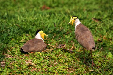 Maskeli Lapwing ya da Vanellus mili Yeni yumurtadan çıkan yavrularıyla.