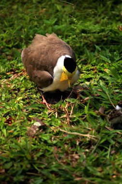 Maskeli Lapwing ya da Vanellus mili Yeni yumurtadan çıkan yavrularıyla.