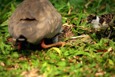 Maskeli Lapwing ya da Vanellus mili Yeni yumurtadan çıkan yavrularıyla.