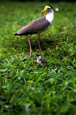 Masked Lapwing or Vanellus mile with its newly hatched chicks. clipart
