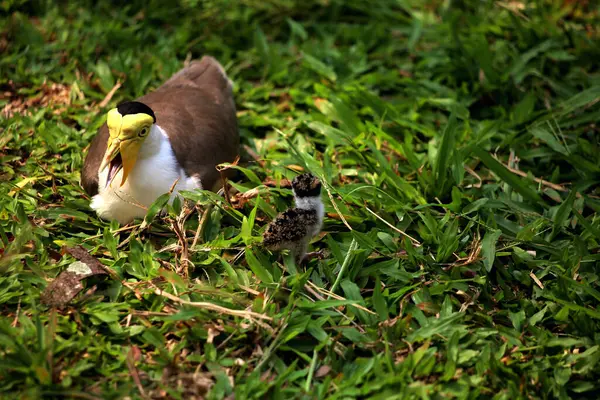 stock image Masked Lapwing or Vanellus mile with its newly hatched chicks.