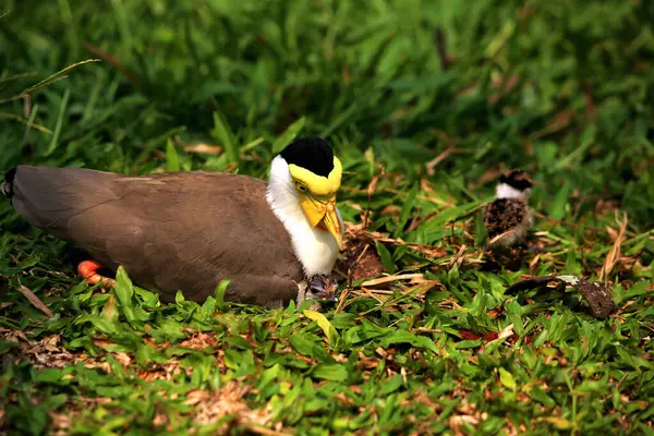 stock image Masked Lapwing or Vanellus mile with its newly hatched chicks.