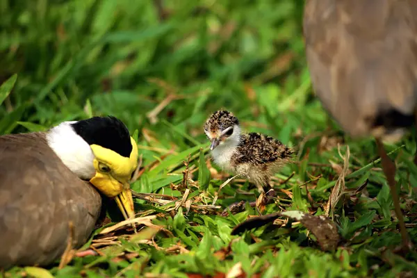 Stock image Masked Lapwing or Vanellus mile with its newly hatched chicks.