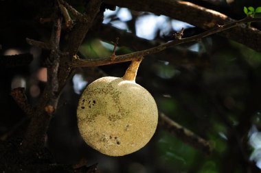 Kawis or kawista fruit, scientifically named Limonia acidissima, contains medicinal properties for various diseases. clipart