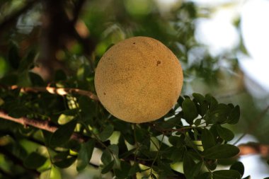 Bilimsel adı Limonia acidissima olan Kawis veya Kawista meyvesi, çeşitli hastalıklar için tıbbi özellikler taşır..