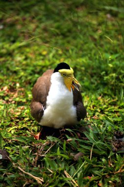 Maskeli Lapwing ya da Vanellus mili Yeni yumurtadan çıkan yavrularıyla.