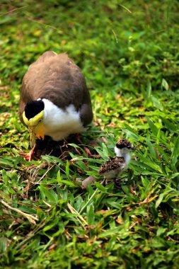Maskeli Lapwing ya da Vanellus mili Yeni yumurtadan çıkan yavrularıyla.