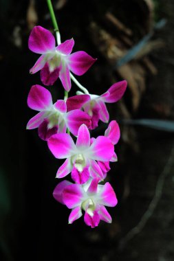 Bauhinia blakeana, genellikle Hong Kong orkide ağacı olarak bilinir, Bauhinia cinsinden, kalın yapraklı ve mor renkli kırmızı çiçekleri olan bir fındık ağacı..