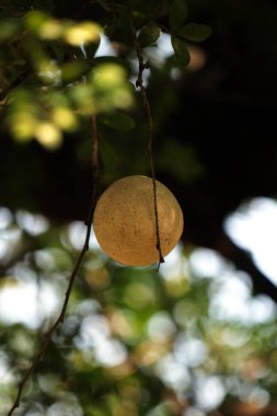 Bilimsel adı Limonia acidissima olan Kawis veya Kawista meyvesi, çeşitli hastalıklar için tıbbi özellikler taşır..