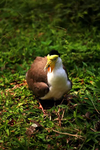 stock image Masked Lapwing or Vanellus mile with its newly hatched chicks.