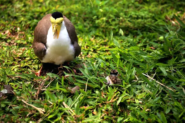 stock image Masked Lapwing or Vanellus mile with its newly hatched chicks.