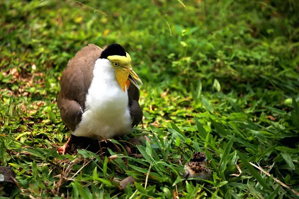 stock image Masked Lapwing or Vanellus mile with its newly hatched chicks.