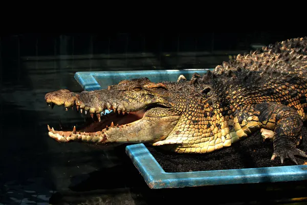 stock image False Gharial or Tomistoma schlegelii. In local language it is called the Senyulong Crocodile which is characterized by a long and slender snout, and teeth that protrude from its upper jaw.