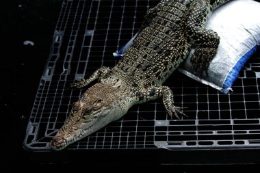 Sahte Gharial veya Tomistoma schlegelii. Yerel dilde buna Senyulong Timsahı denir. Uzun ve ince bir burunla ve üst çenesinden çıkan dişlerle karakterize edilir..