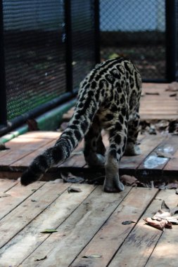 The Sumatran clouded leopard or Neofelis diardi diardi is a type of wild cat that lives on the island of Sumatra. This animal is nocturnal, meaning it actively hunts at night.