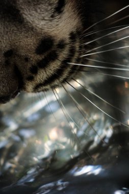 The Sumatran clouded leopard or Neofelis diardi diardi is a type of wild cat that lives on the island of Sumatra. This animal is nocturnal, meaning it actively hunts at night.