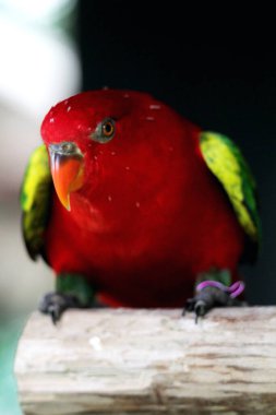 Kasturi ternate or Lorius garrulus is classified as endemic to North Maluku. In English this bird is known as Chattering Lory. clipart