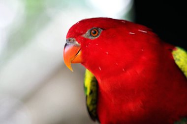 Kasturi ya da Lorius Garrulus Kuzey Maluku 'ya özgü olarak sınıflandırılır. İngilizcede bu kuş Geveze Lory olarak bilinir..