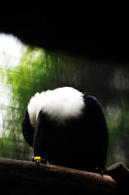 Streptocitta albicollis - Beyaz boyunlu Myna