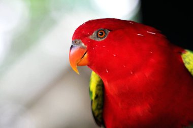 Kasturi ya da Lorius Garrulus Kuzey Maluku 'ya özgü olarak sınıflandırılır. İngilizcede bu kuş Geveze Lory olarak bilinir..