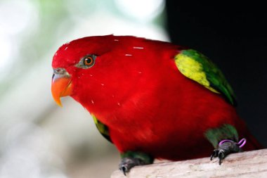 Kasturi ya da Lorius Garrulus Kuzey Maluku 'ya özgü olarak sınıflandırılır. İngilizcede bu kuş Geveze Lory olarak bilinir..