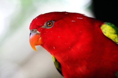 Kasturi ya da Lorius Garrulus Kuzey Maluku 'ya özgü olarak sınıflandırılır. İngilizcede bu kuş Geveze Lory olarak bilinir..