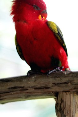 Kasturi ternate or Lorius garrulus is classified as endemic to North Maluku. In English this bird is known as Chattering Lory. clipart