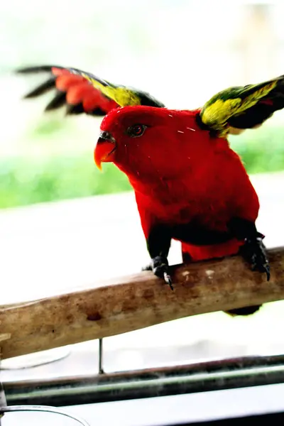 stock image Kasturi ternate or Lorius garrulus is classified as endemic to North Maluku. In English this bird is known as Chattering Lory.