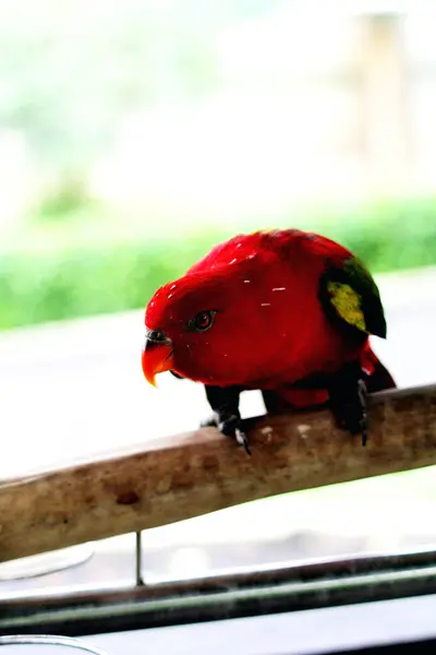 stock image Kasturi ternate or Lorius garrulus is classified as endemic to North Maluku. In English this bird is known as Chattering Lory.