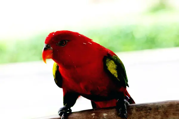 stock image Kasturi ternate or Lorius garrulus is classified as endemic to North Maluku. In English this bird is known as Chattering Lory.