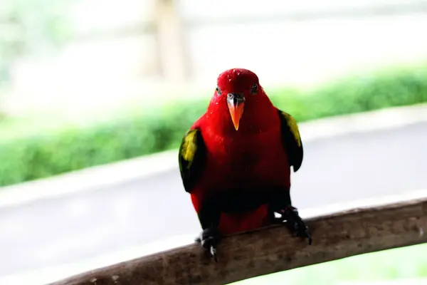 stock image Kasturi ternate or Lorius garrulus is classified as endemic to North Maluku. In English this bird is known as Chattering Lory.