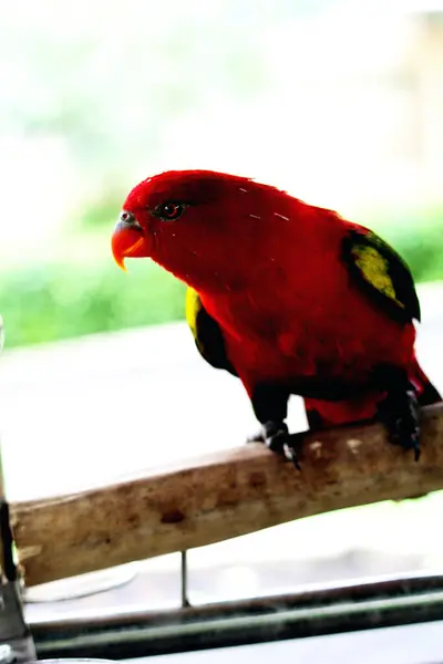 stock image Kasturi ternate or Lorius garrulus is classified as endemic to North Maluku. In English this bird is known as Chattering Lory.